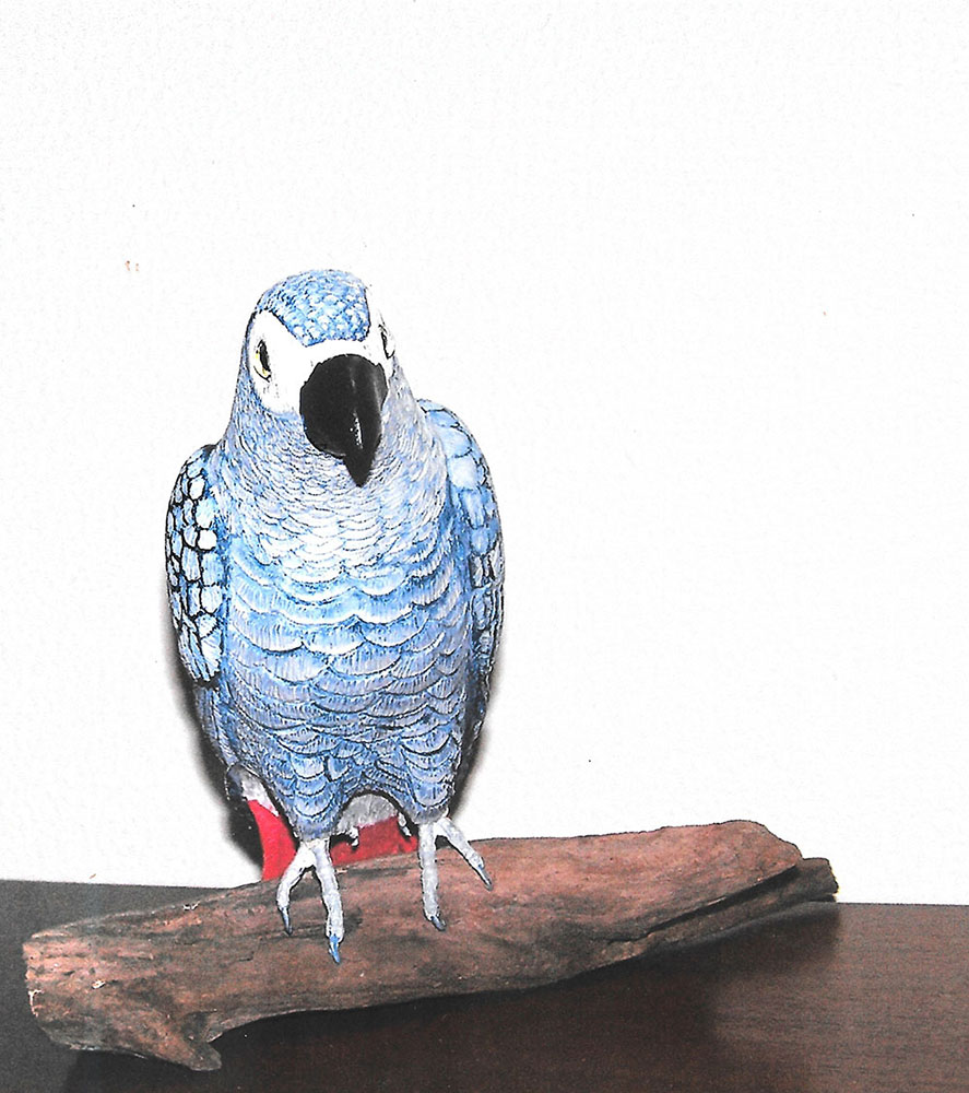 Eppinger-South-African-Grey-Parrot