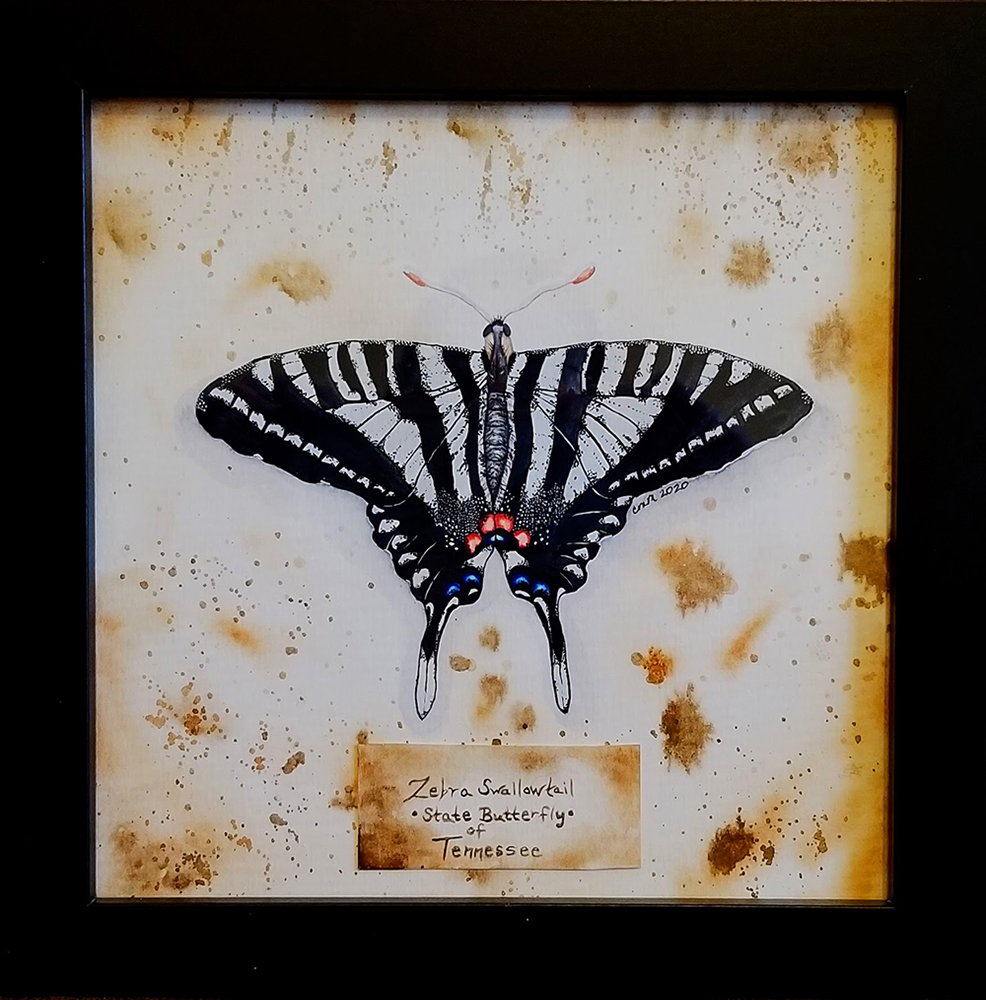 Meese-Zebra-Swallowtail-Butterfly