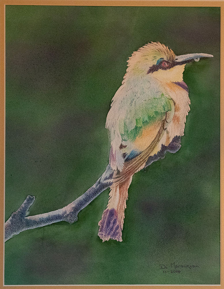 Moroukian1-Blue-Breasted-Bee-Eater