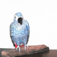 South African Grey Parrot