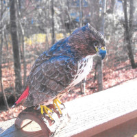 Red Tailed Hawk