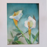 Calla Lilies