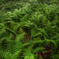 Field of Ferns