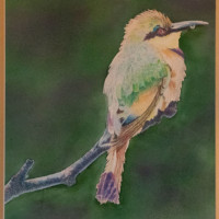 Blue Breasted Bee Eater