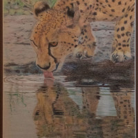 Cheetah at Water Hole