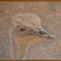 Ostrich