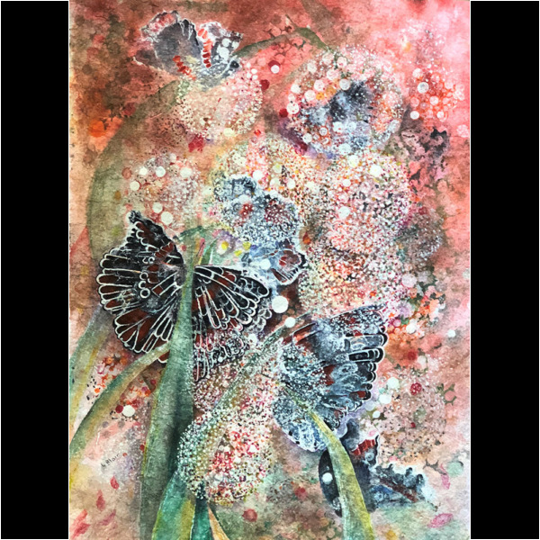 Red Admirals