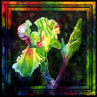 Rainbow Iris Rainbow Iris