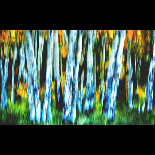 Enchanted Forest Enchanted Forest