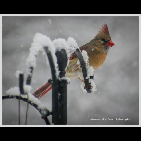 Winter Cardinal 05 Winter Cardinal 05